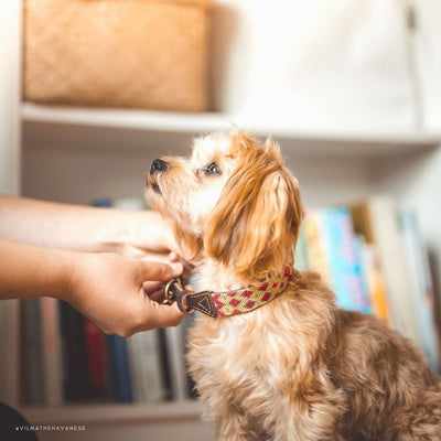 One-of-a-kind collar S(10"-13")